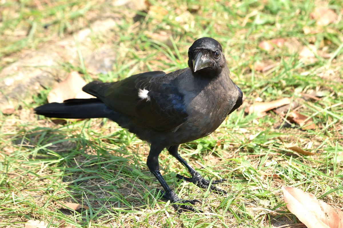 House Crow - Peter C