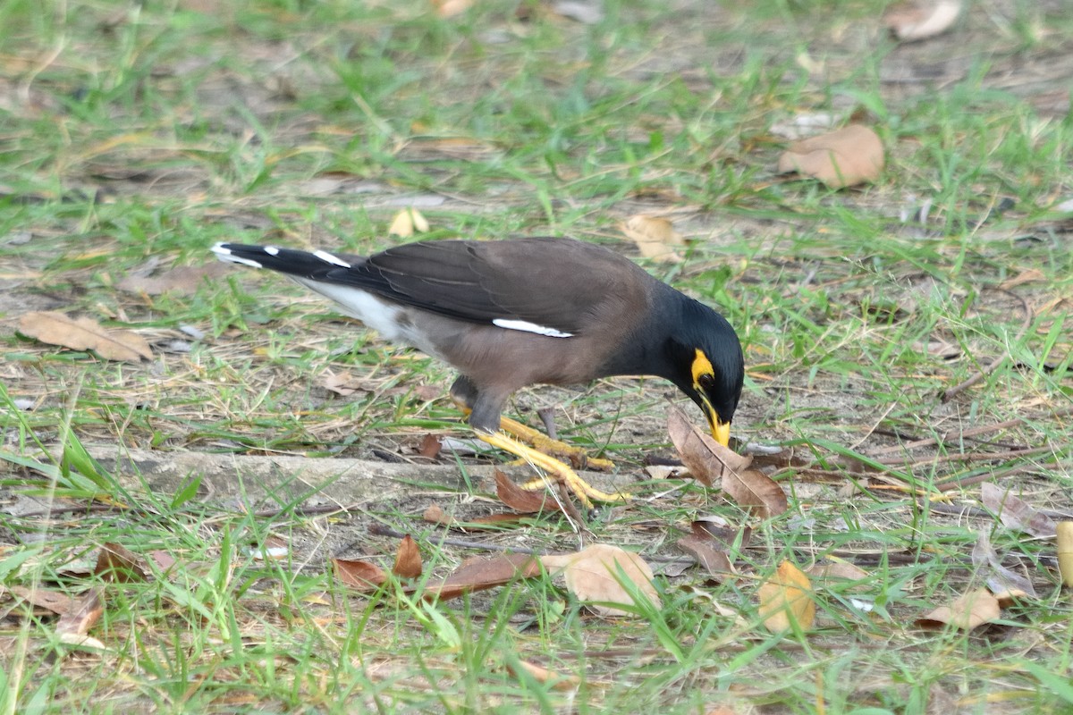 Common Myna - ML609849799