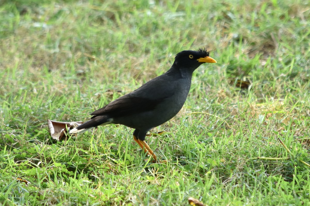 Javan Myna - ML609849802