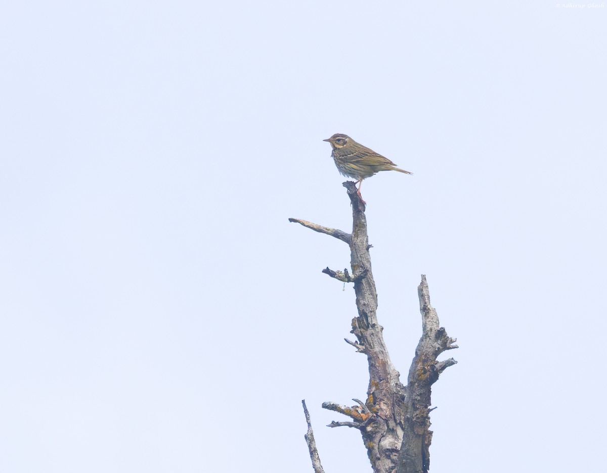 Olive-backed Pipit - Adhirup Ghosh