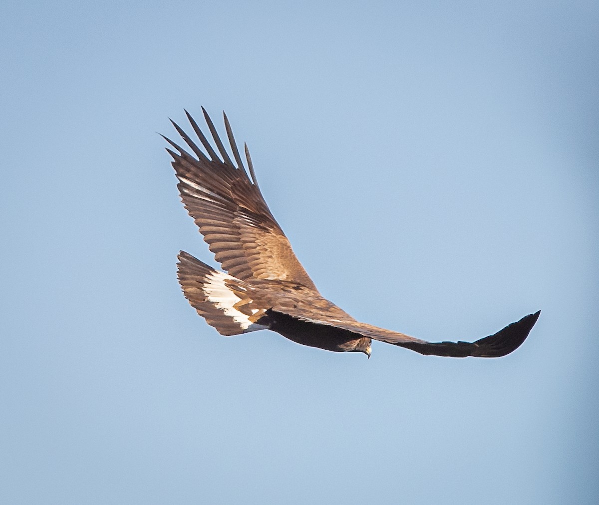 Águila Real - ML609849997