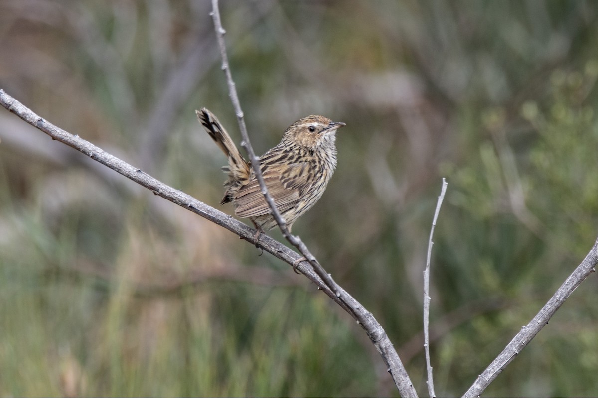 Striated Fieldwren - ML609850019