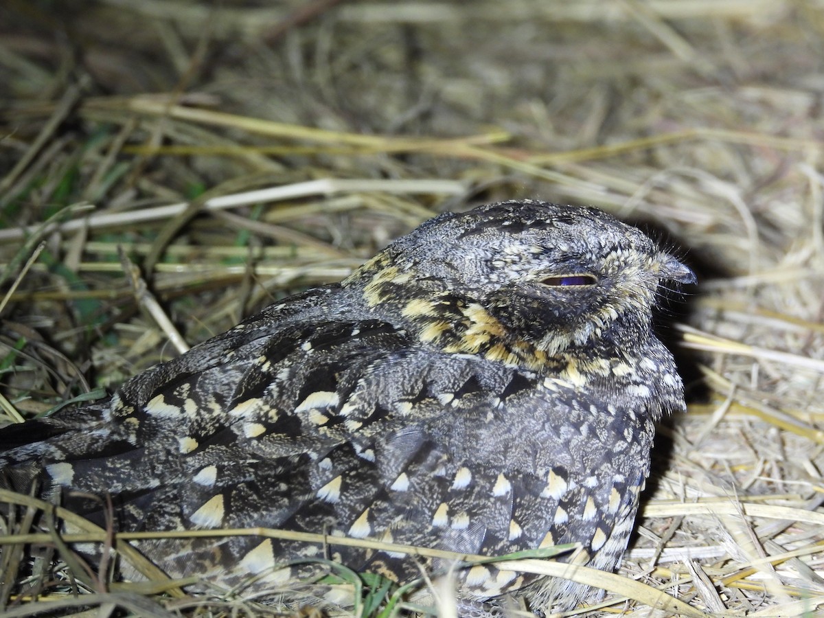 Sombre Nightjar - Ben Simmons