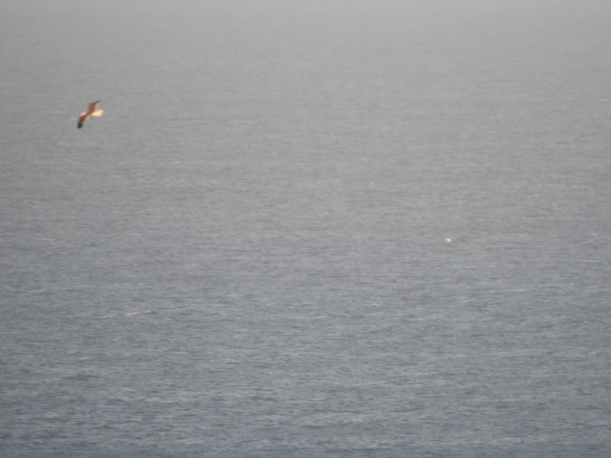 Lesser Black-backed Gull - ML609850095