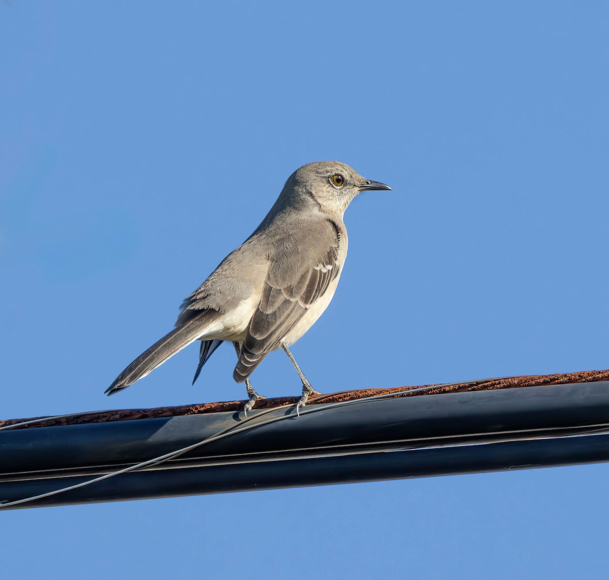 Northern Mockingbird - ML609850164