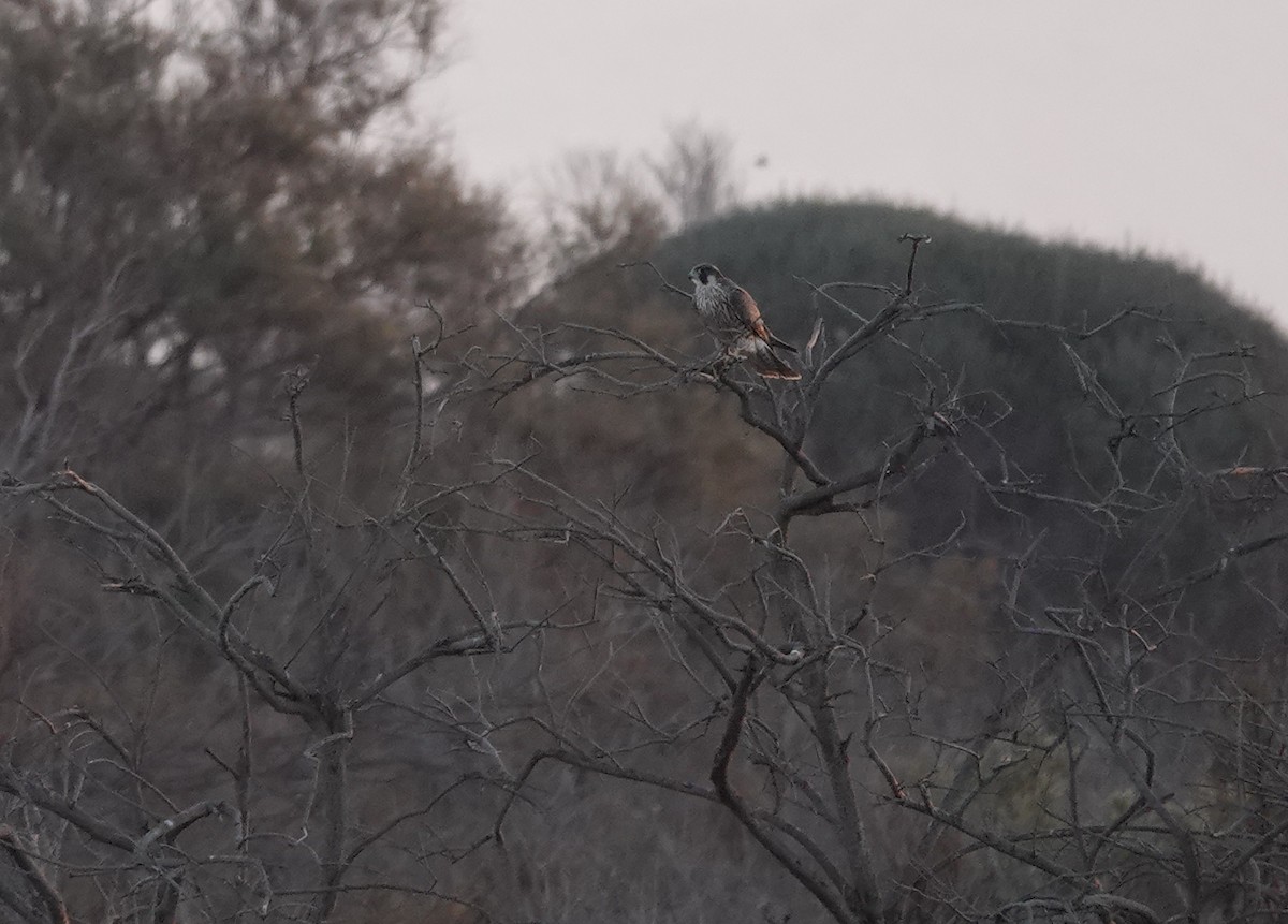 Peregrine Falcon - ML609850195