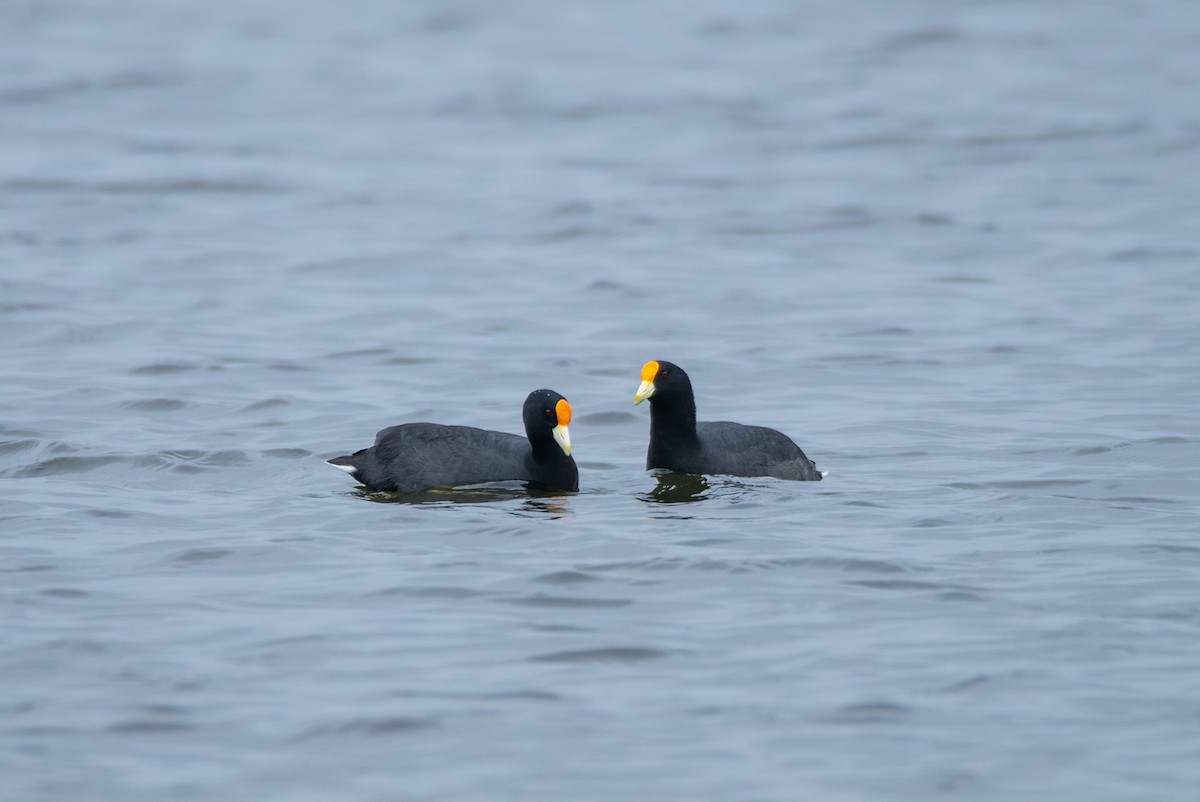 White-winged Coot - ML609850371