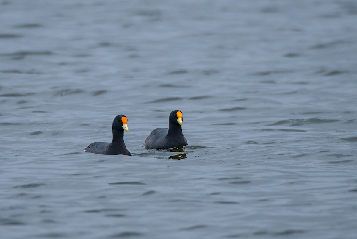 White-winged Coot - ML609850372