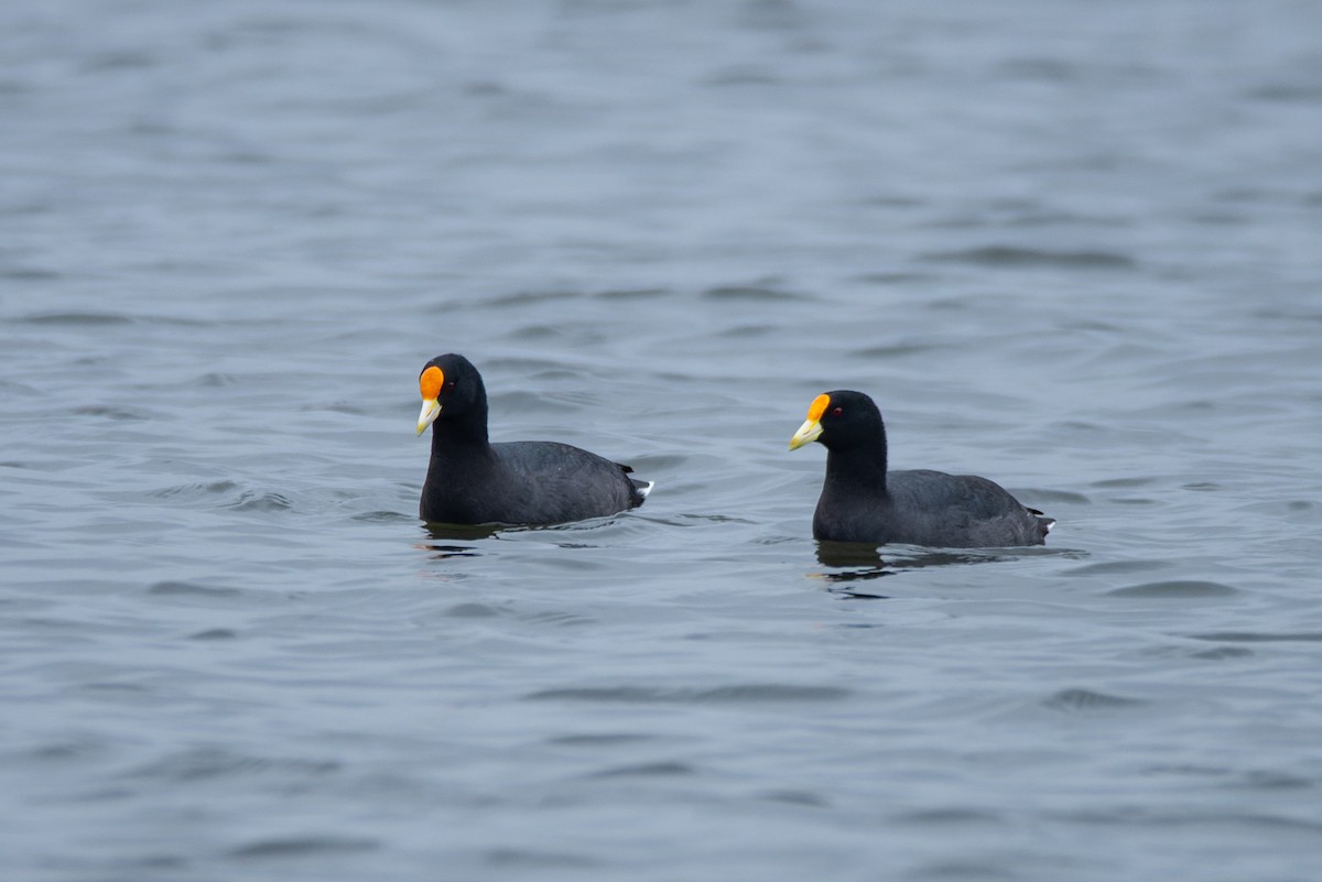 White-winged Coot - ML609850373