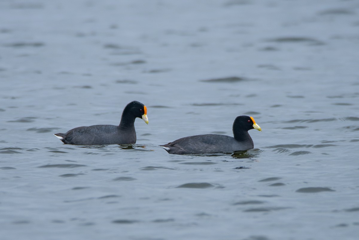 White-winged Coot - ML609850374