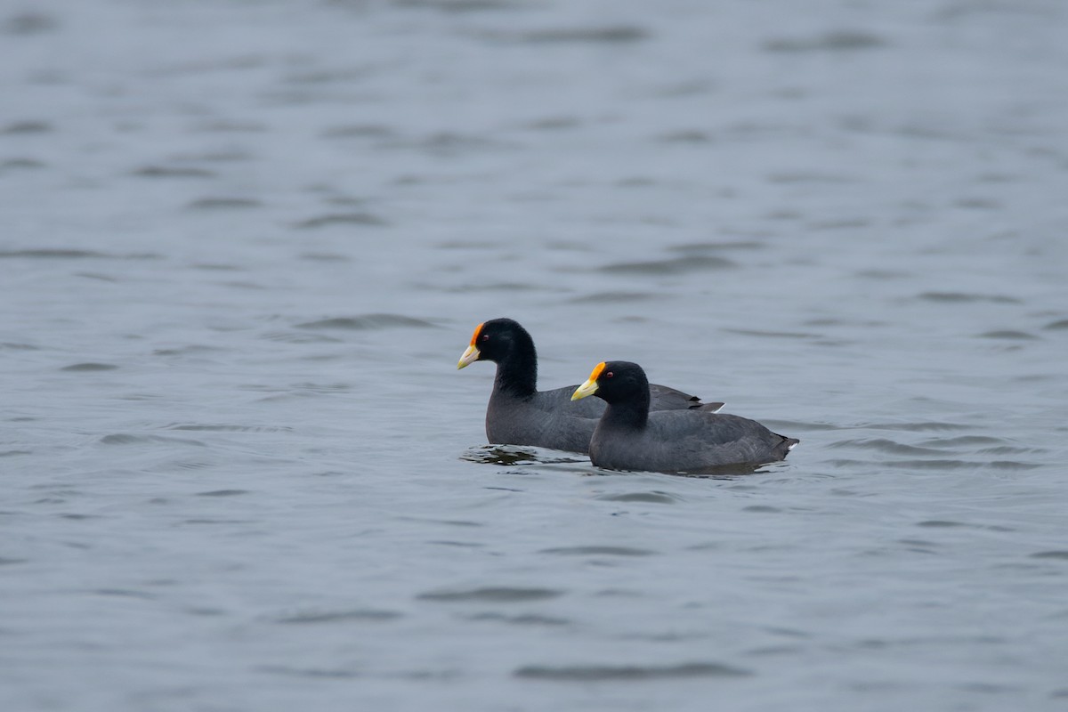 White-winged Coot - ML609850375
