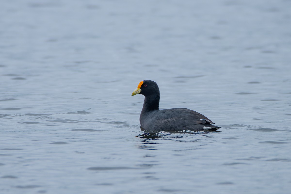 White-winged Coot - ML609850376