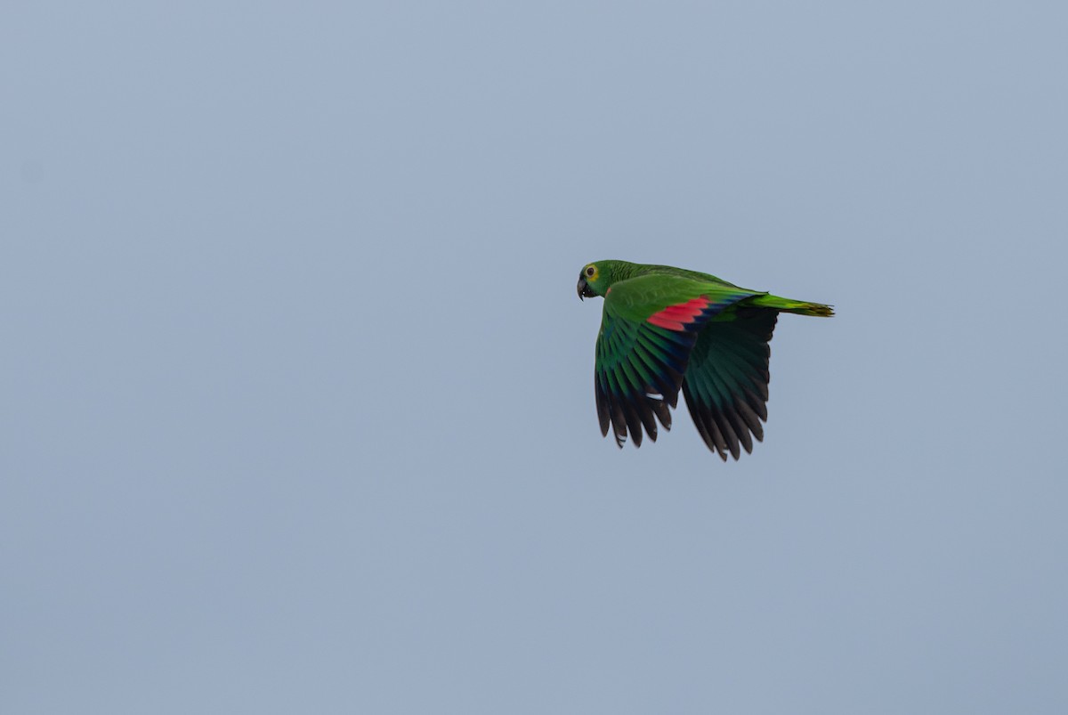 Turquoise-fronted Parrot - ML609850383