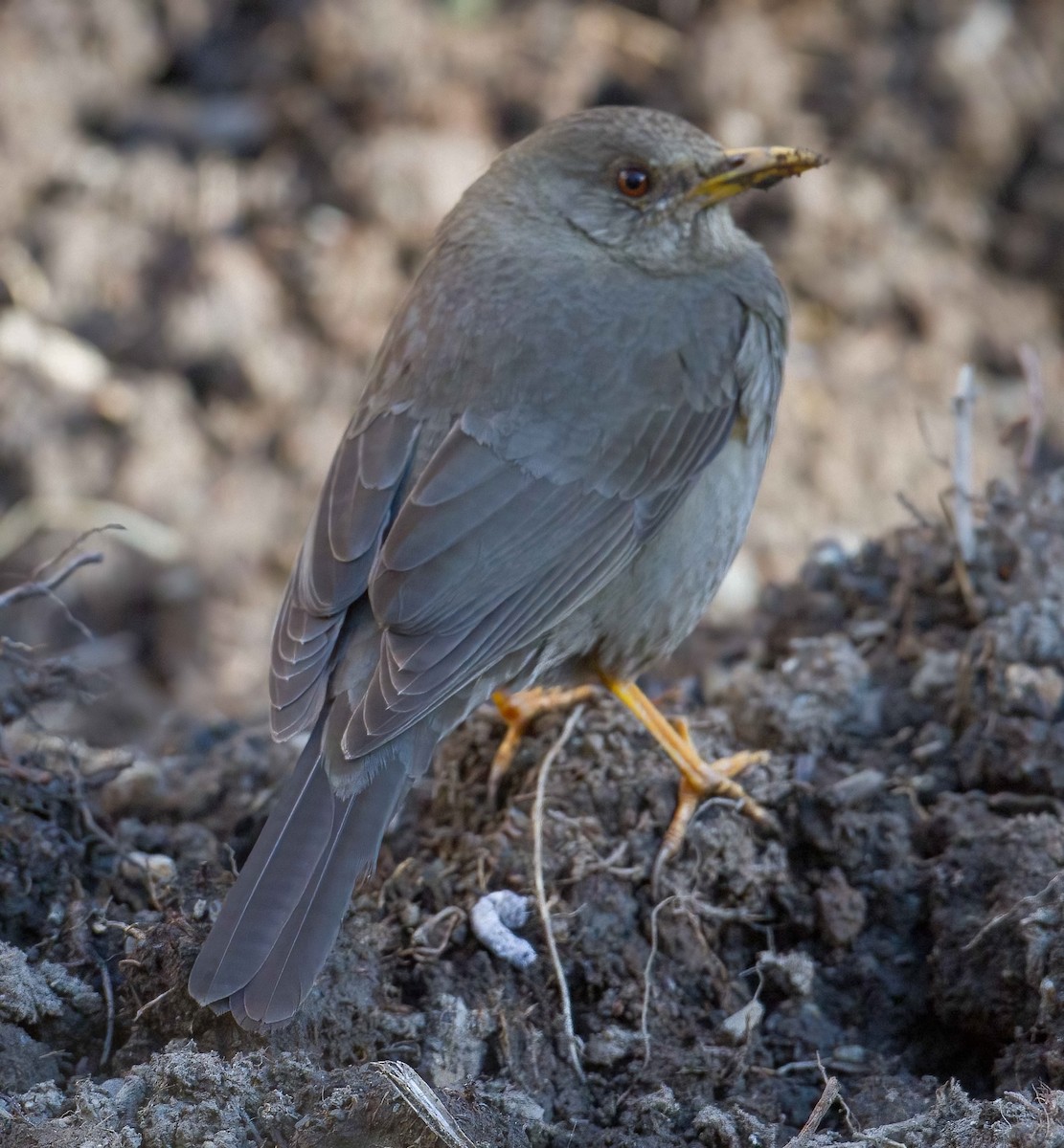 Chiguanco Thrush (chiguanco/conradi) - ML609850416