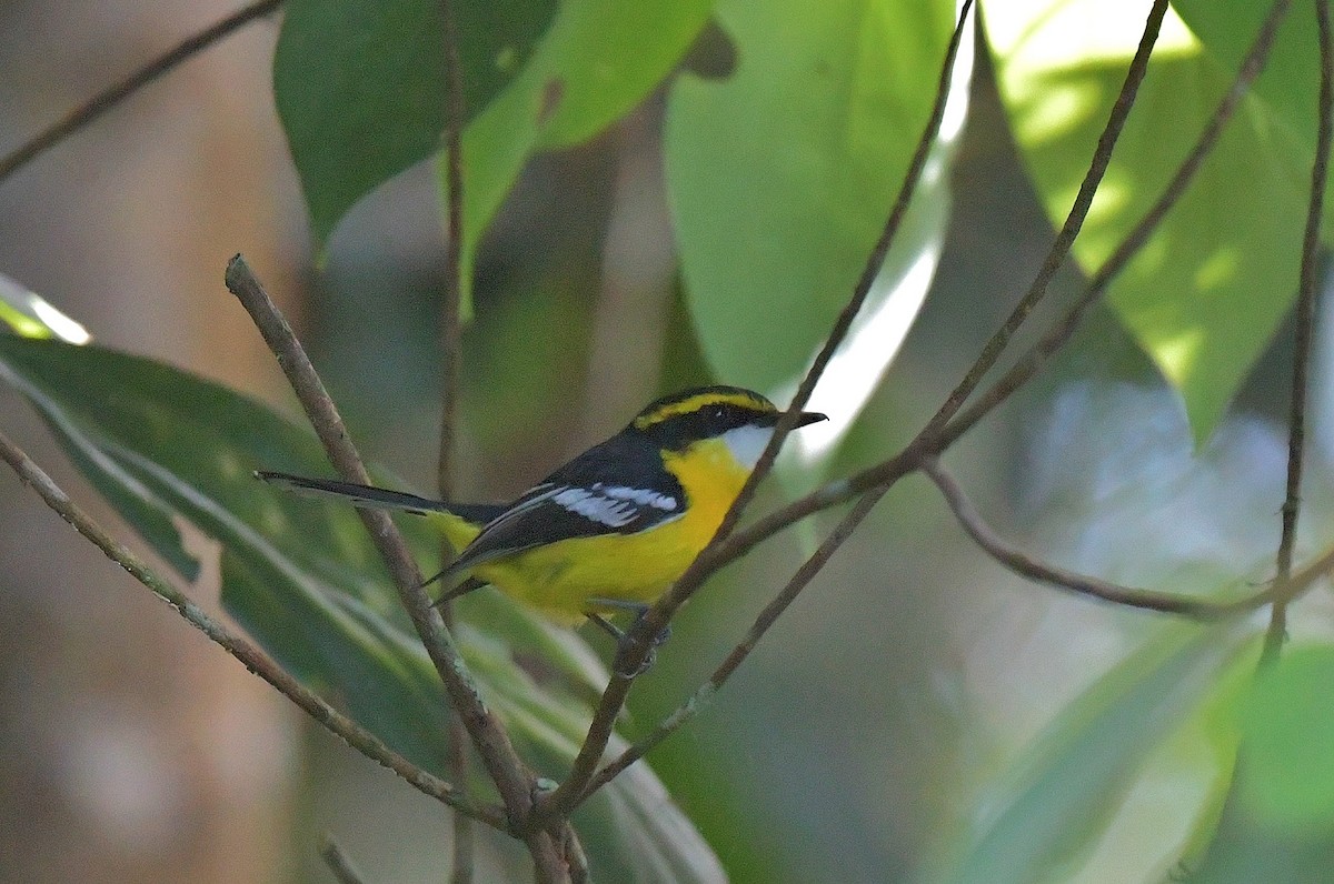 Yellow-breasted Boatbill - ML609850486