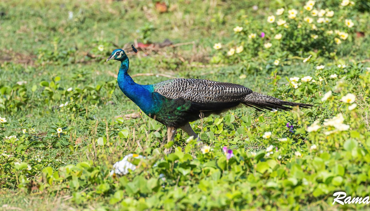 Indian Peafowl - ML609850575