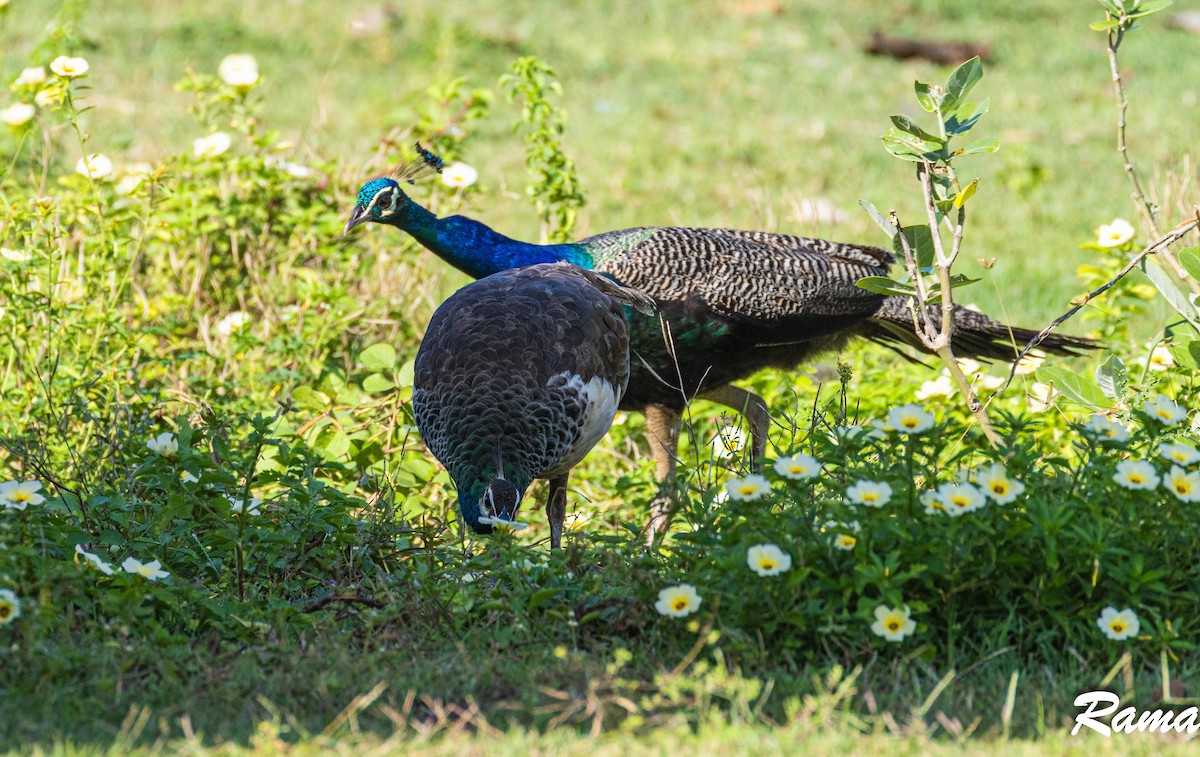 Indian Peafowl - ML609850577