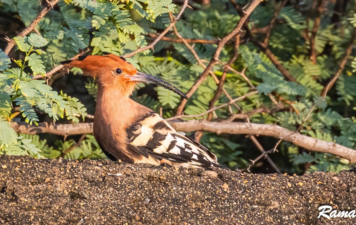 Eurasian Hoopoe - ML609850586