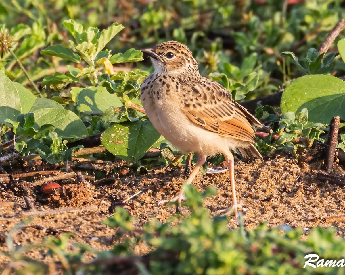 Jerdon's Bushlark - ML609850590