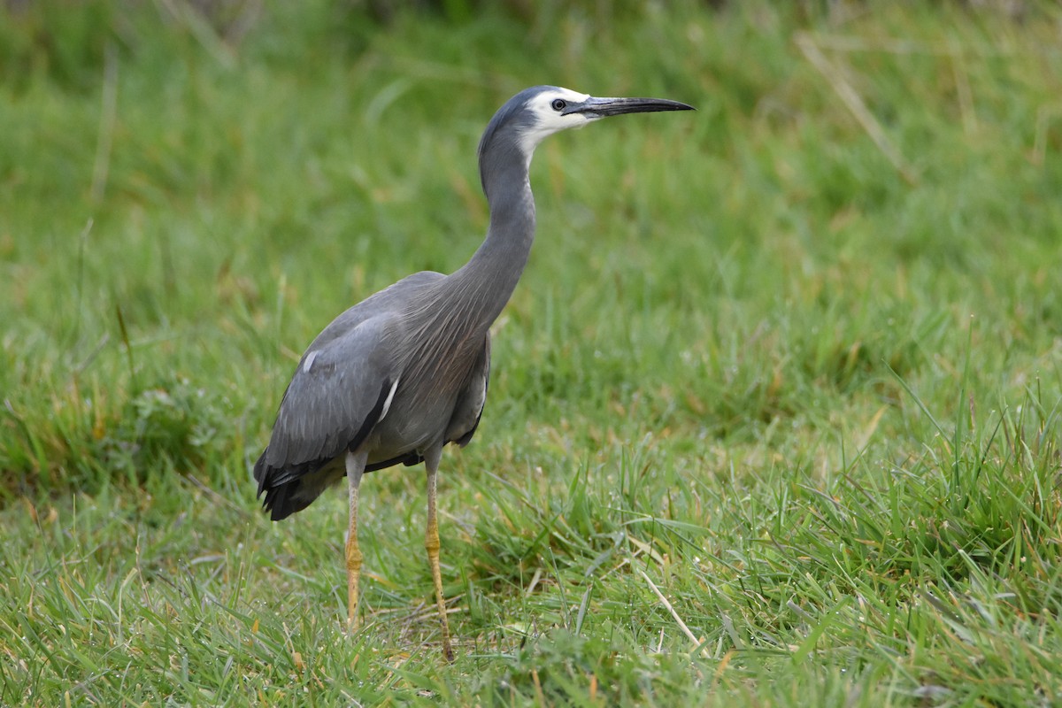 White-faced Heron - ML609850594