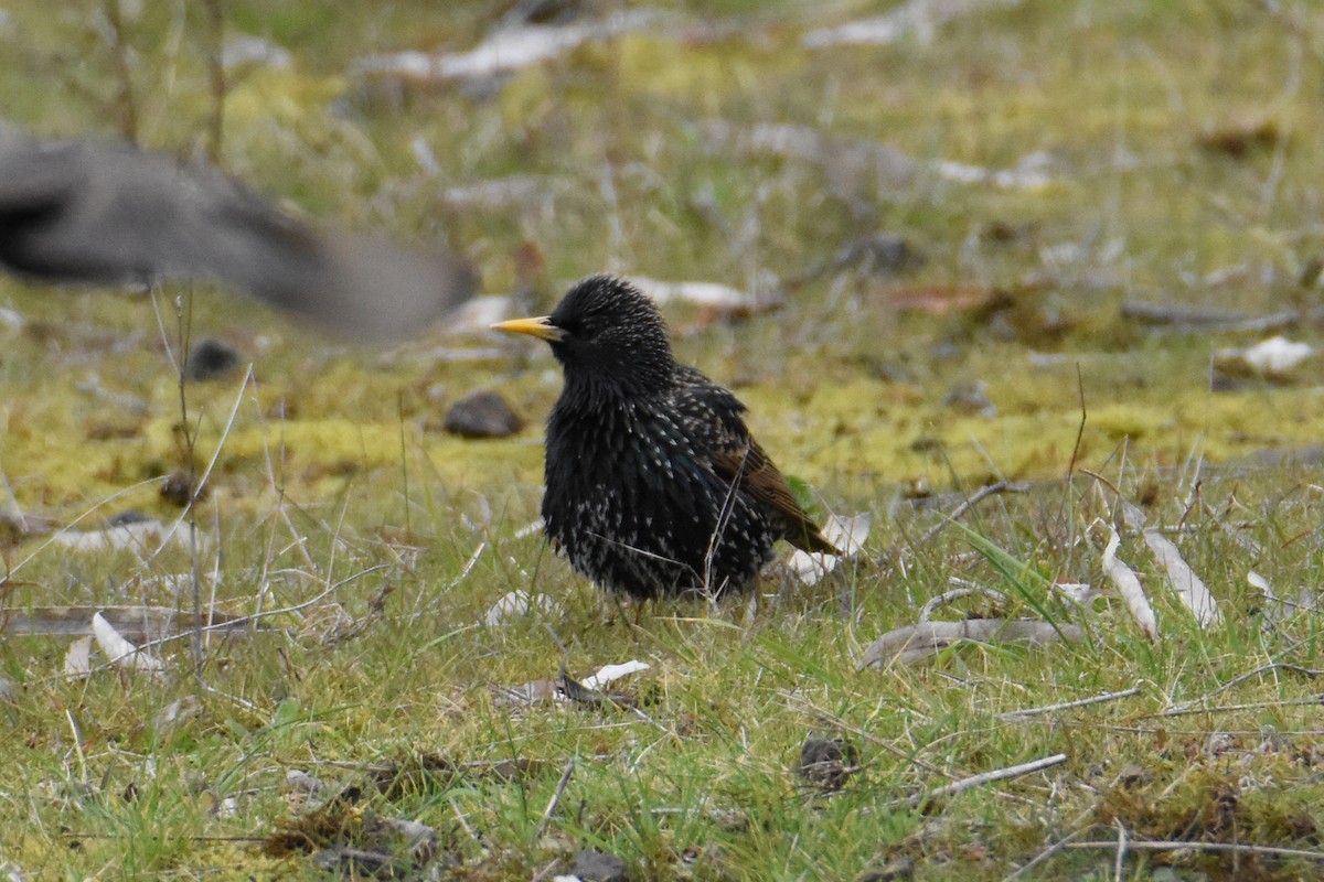 European Starling - ML609850604