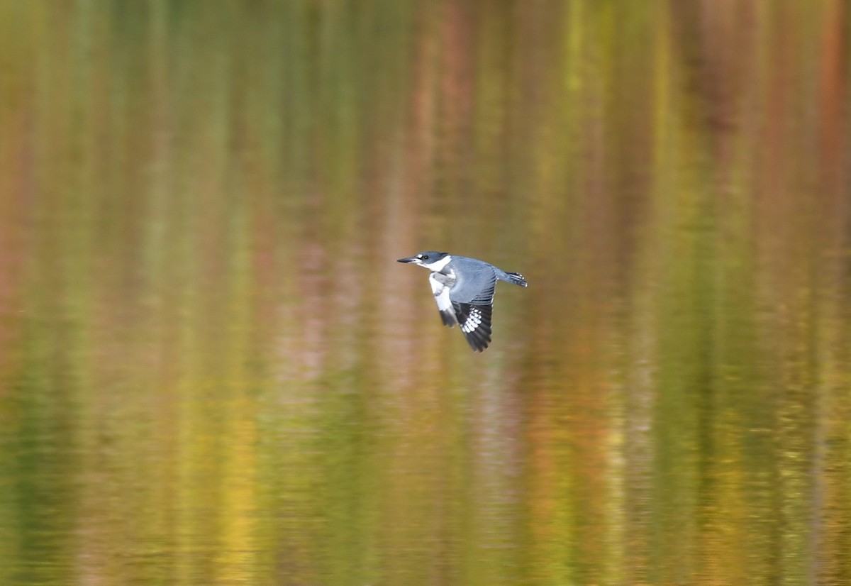 Belted Kingfisher - ML609850660