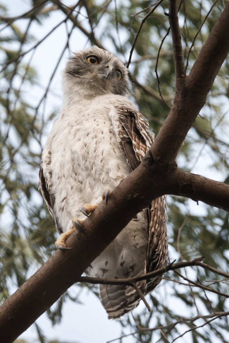 Powerful Owl - ML609850675