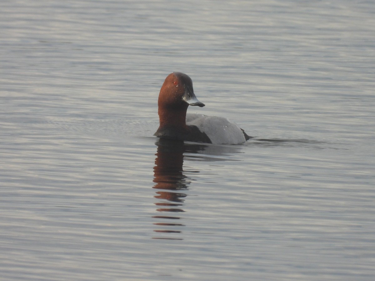 Common Pochard - Seppo Neuvonen