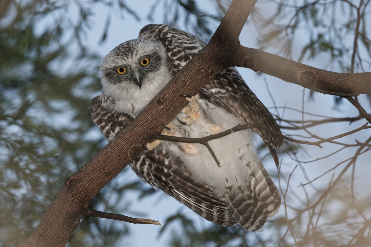 Powerful Owl - Adrian van der Stel