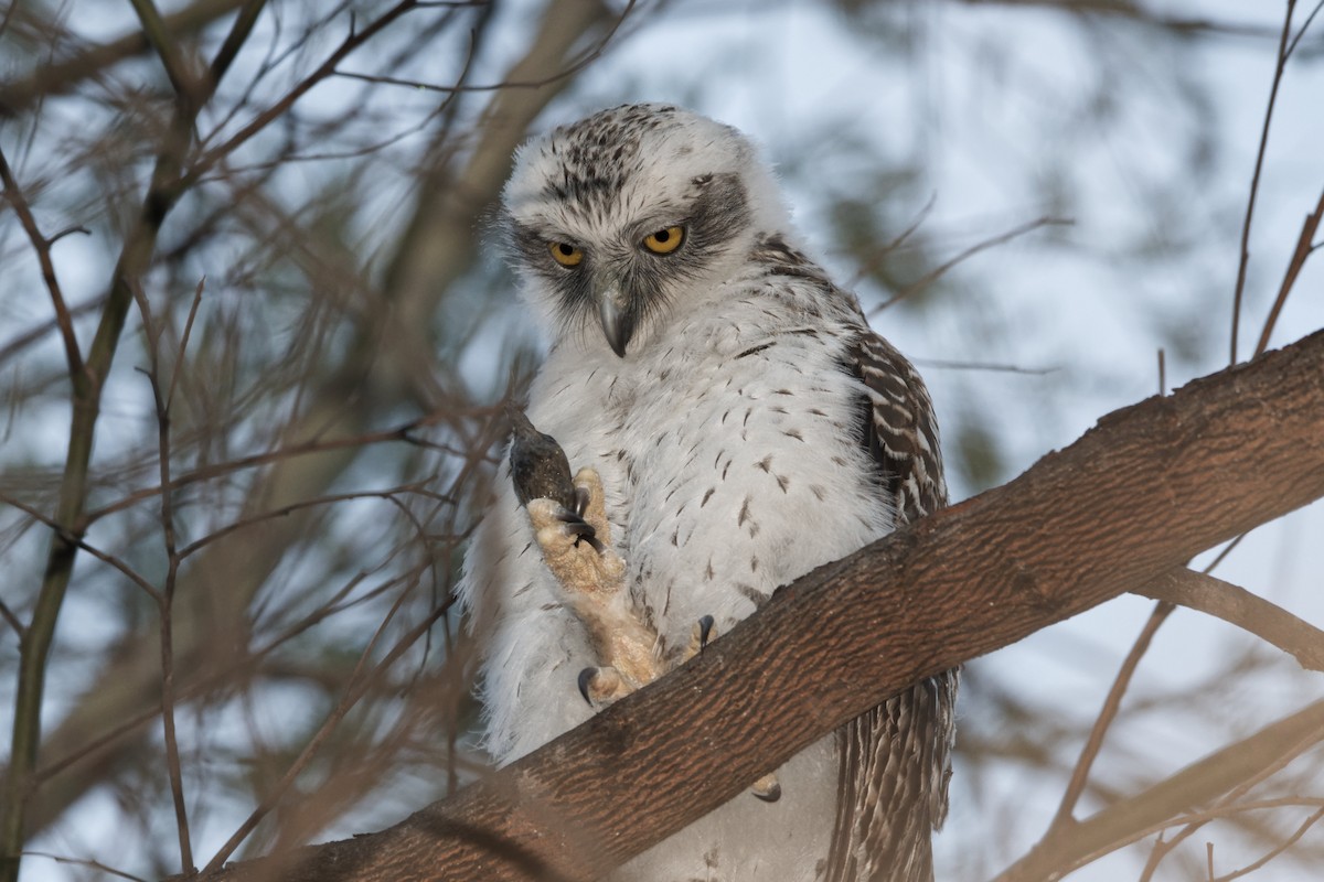 Powerful Owl - Adrian van der Stel