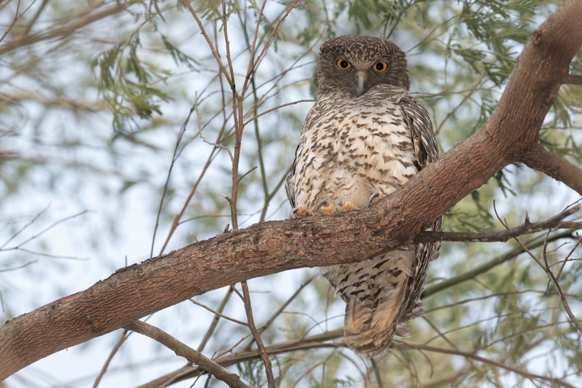 Powerful Owl - Adrian van der Stel