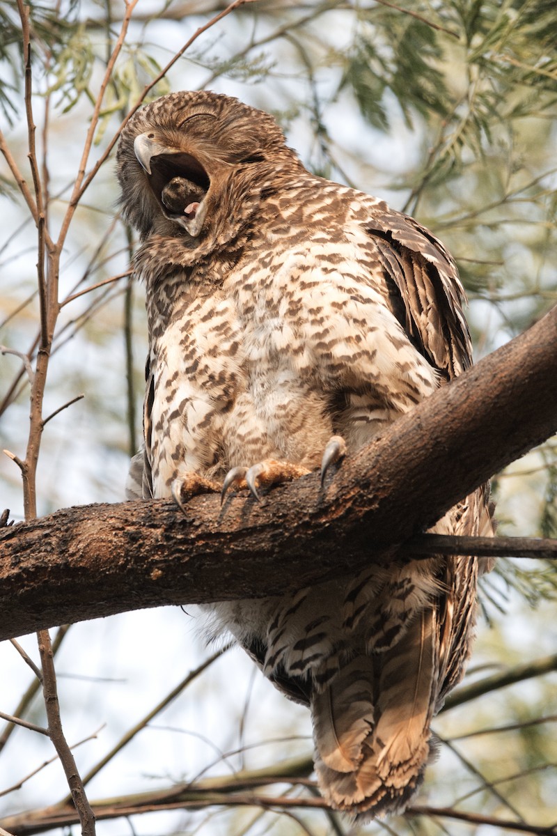 Powerful Owl - Adrian van der Stel