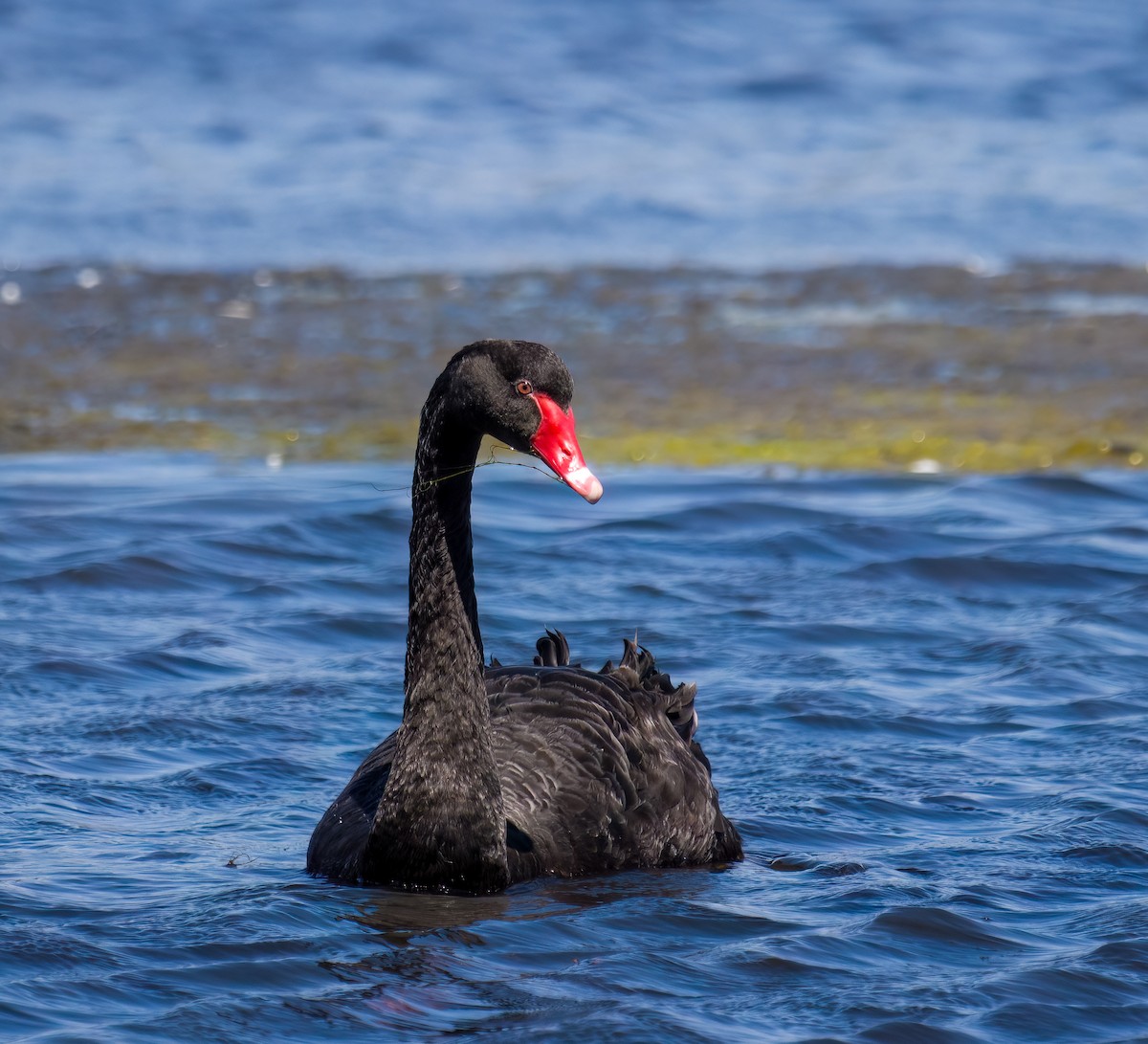 Cisne Negro - ML609850785