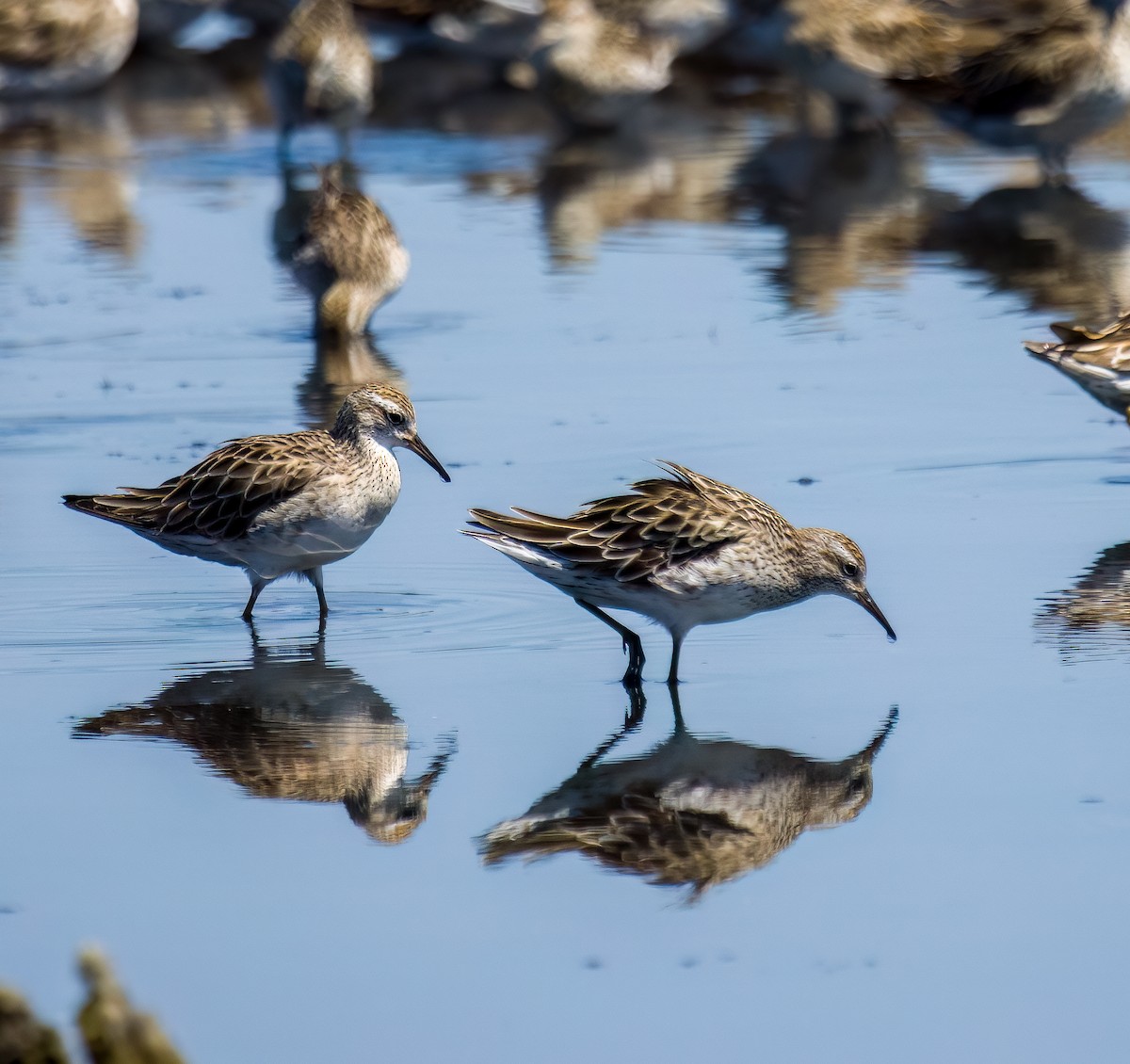 Sharp-tailed Sandpiper - Hayley McLachlan