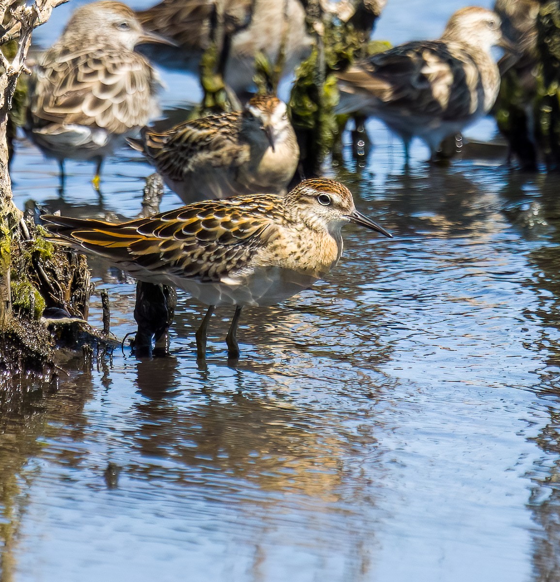 Sharp-tailed Sandpiper - ML609850788