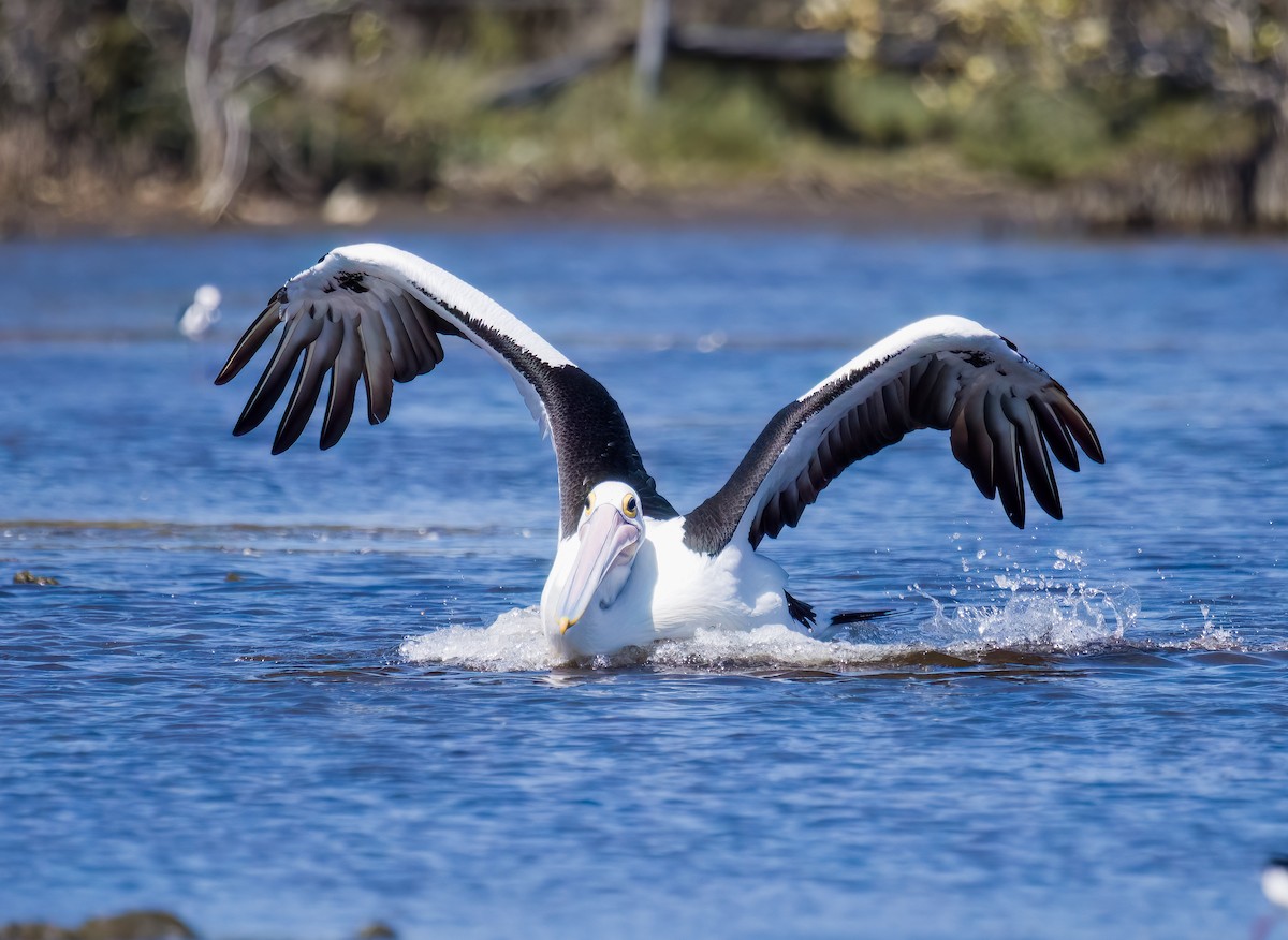 Australian Pelican - ML609850798