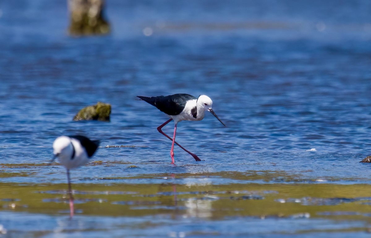 Pied Stilt - ML609850811