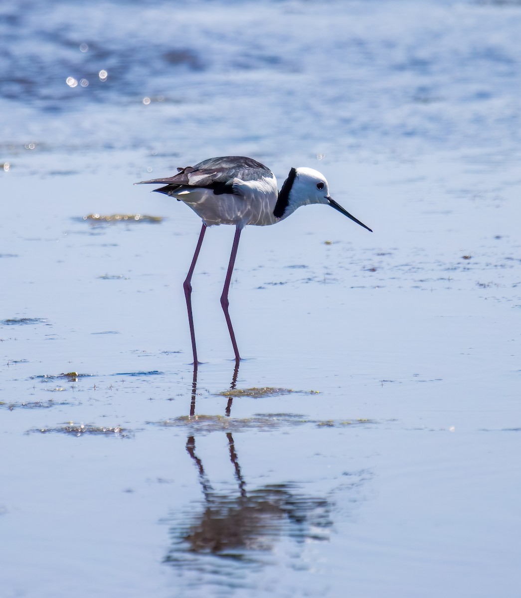 Pied Stilt - ML609850812