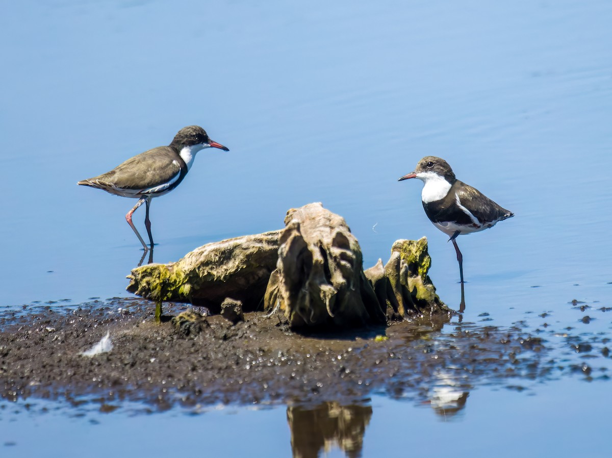 Red-kneed Dotterel - ML609850829