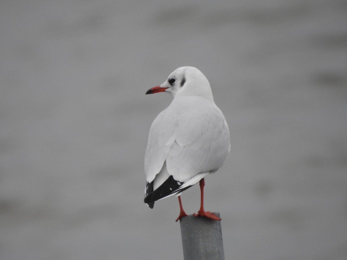 Black-headed Gull - ML609850952