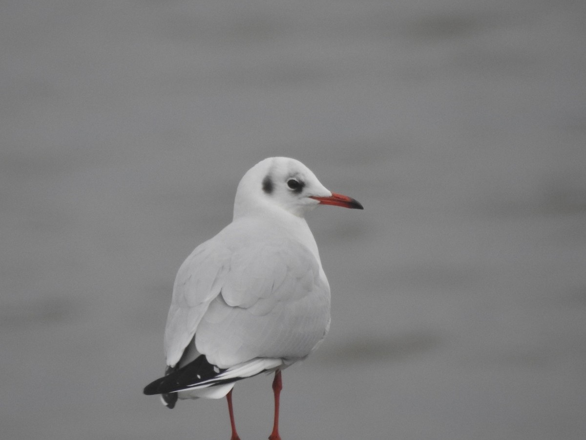 Black-headed Gull - ML609850953