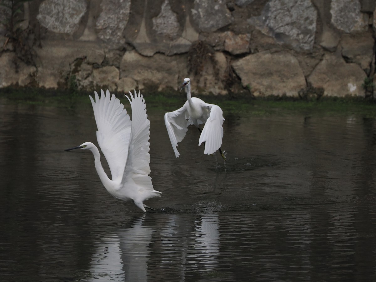 Little Egret - ML609851062