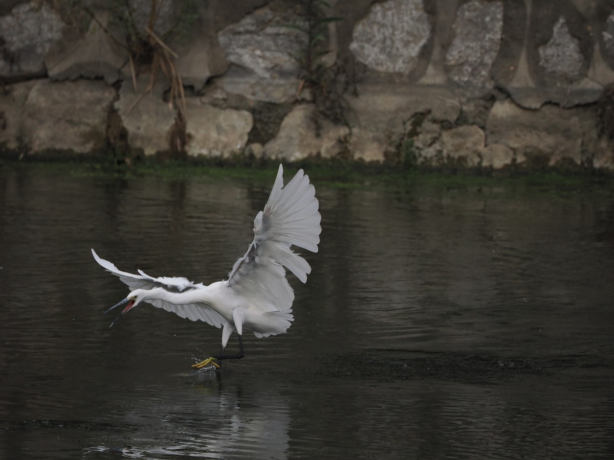 Little Egret - ML609851064