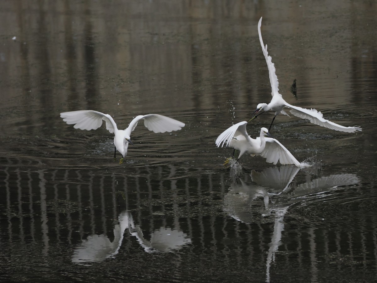 Little Egret - ML609851066