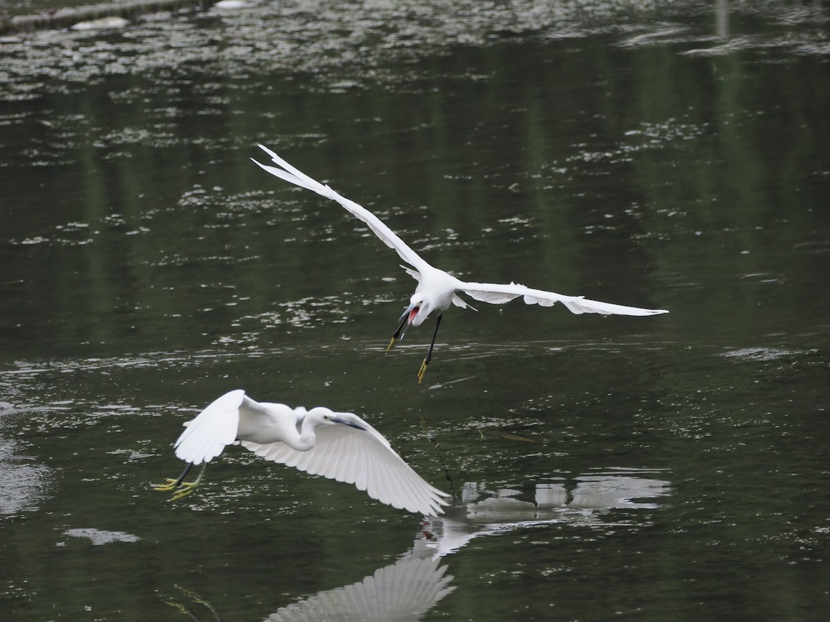 Little Egret - Yawei Zhang