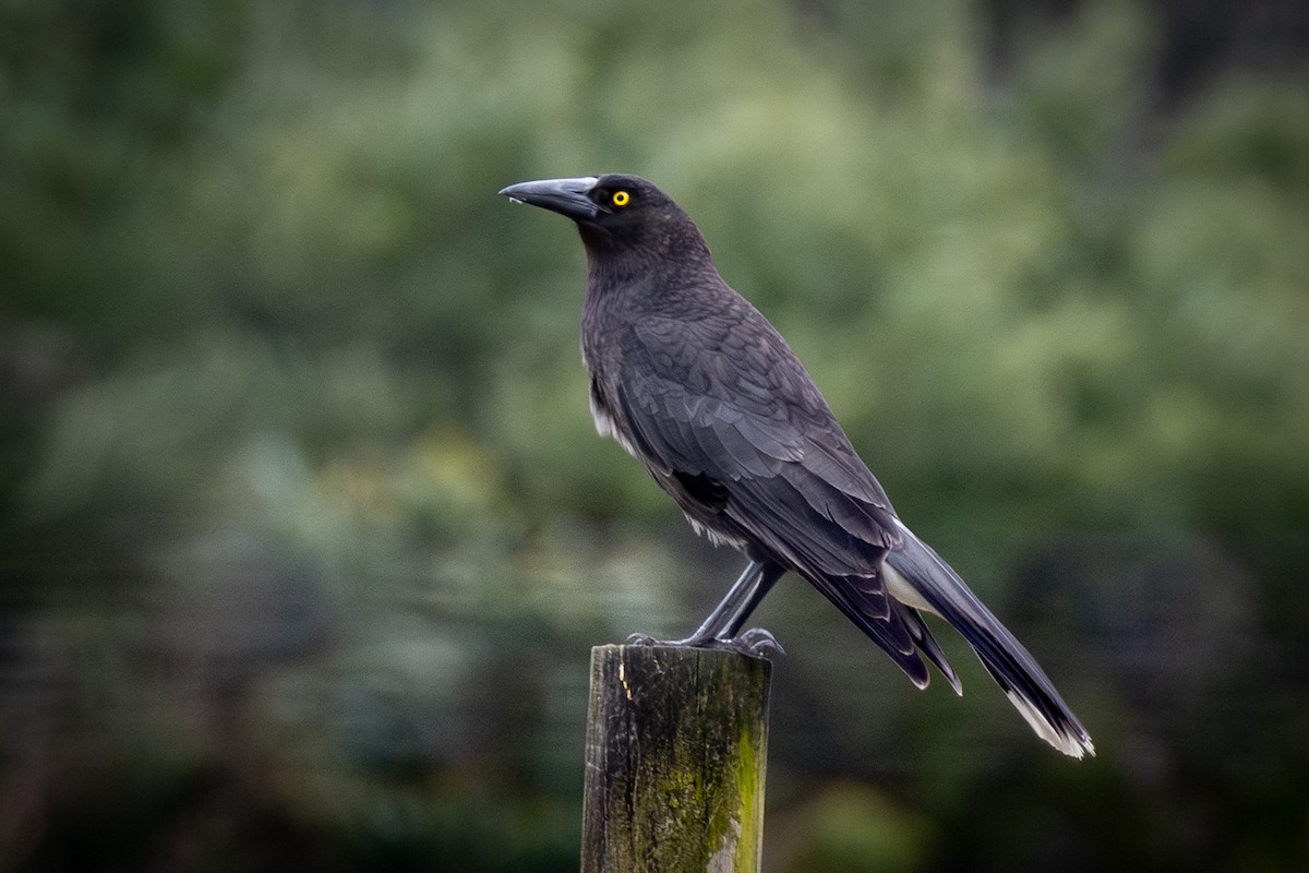 Gray Currawong - Trevor Evans