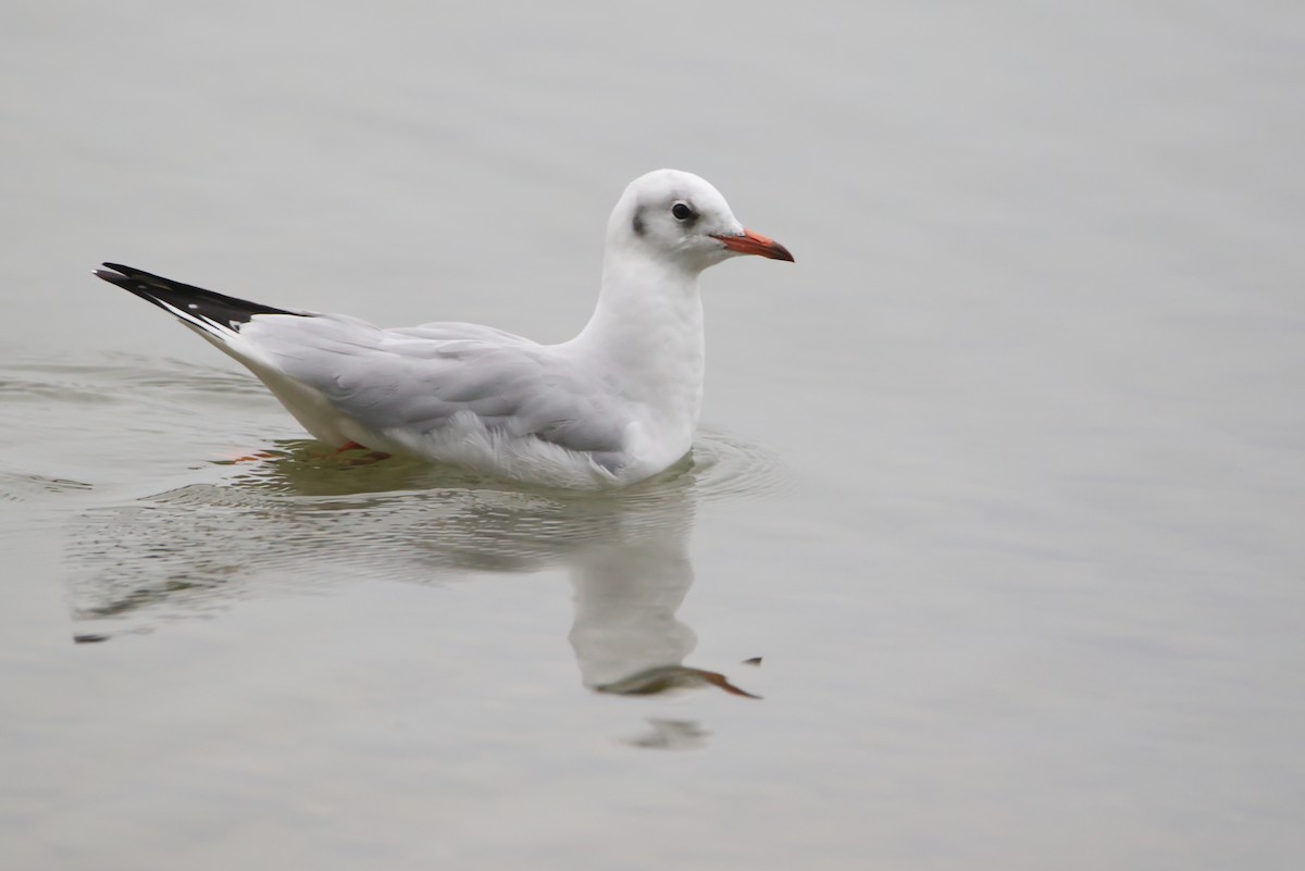 Mouette rieuse - ML609851327