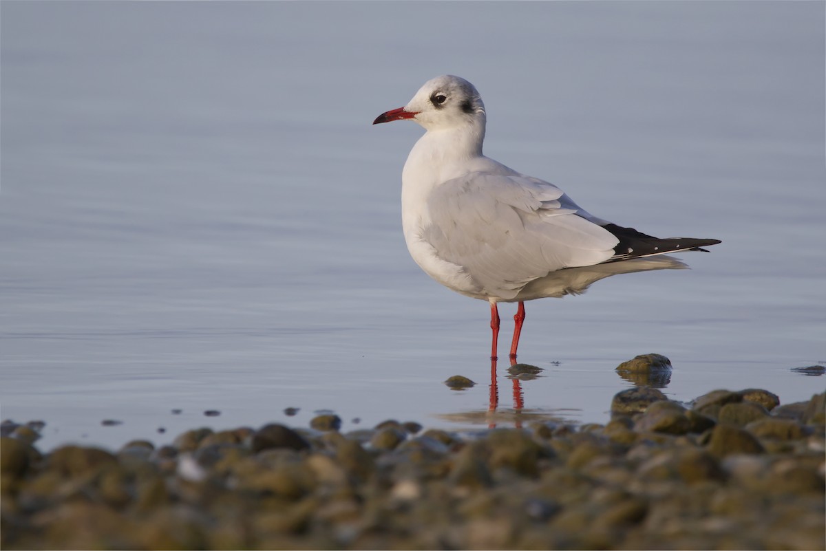 Mouette rieuse - ML609851350