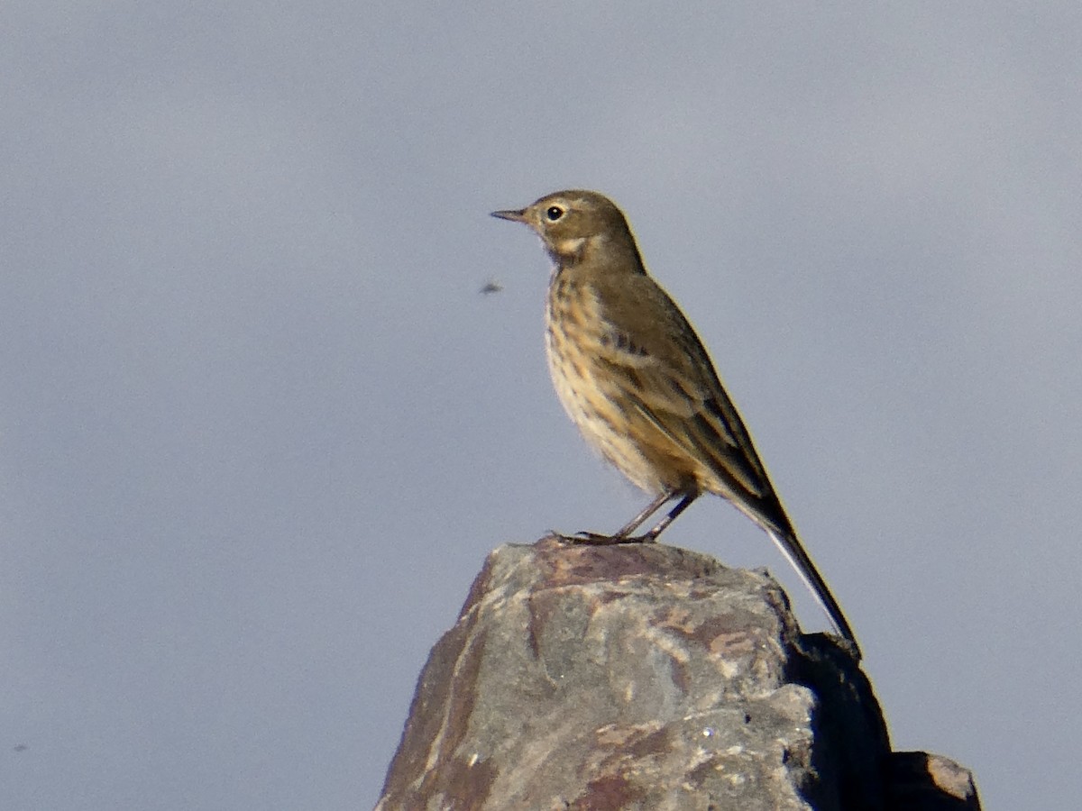 American Pipit - ML609851355