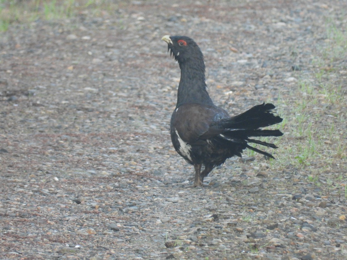 Western Capercaillie - Seppo Neuvonen